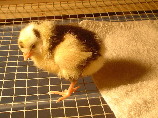 bantams023.jpg