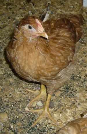 pipi1.jpg
