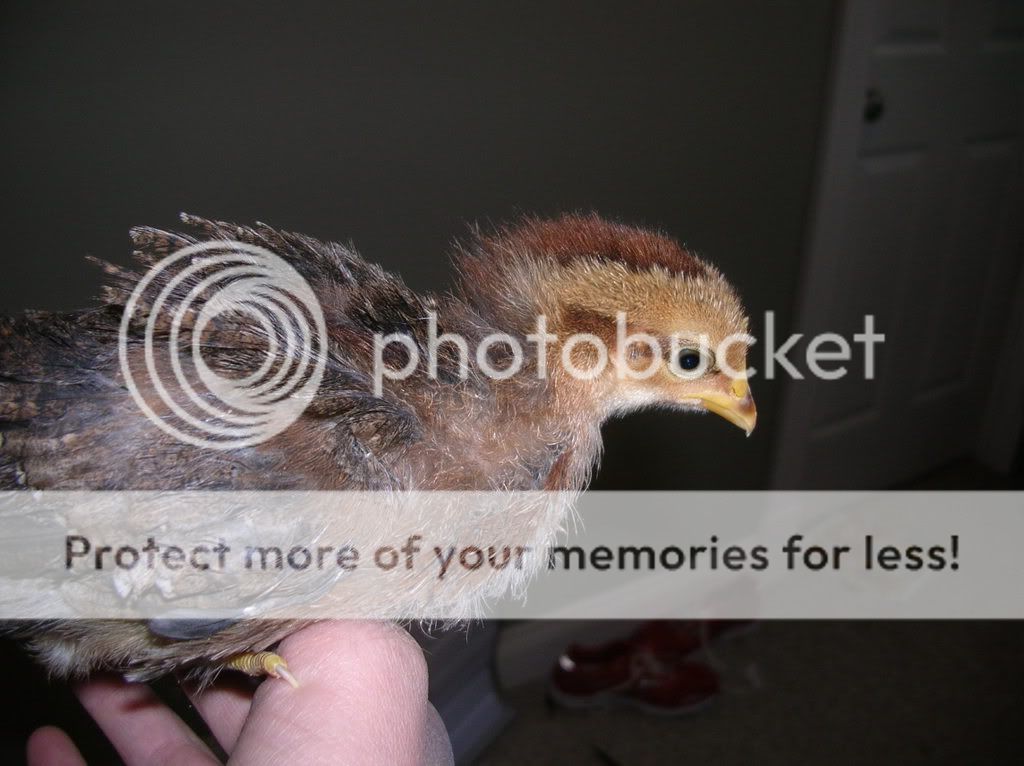 DSCN2494.jpg
