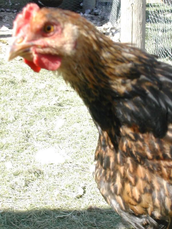 DSCN3653.jpg
