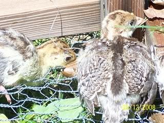 babiesnothappy1sttimeoutside1.jpg