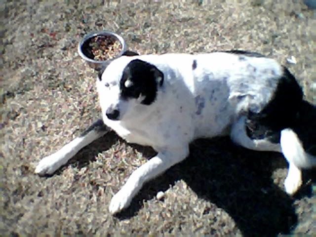 Dotty2001.jpg