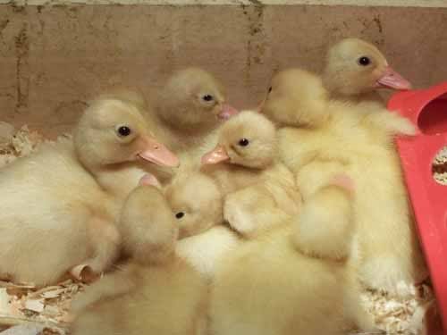 newducklings.jpg