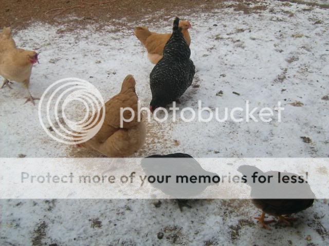 birdsinthesnow003.jpg