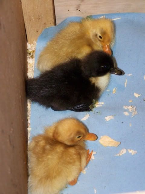 100_1039-1.jpg