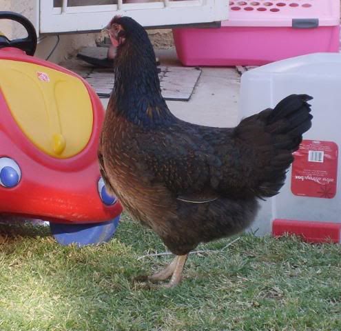 chickenseggs003.jpg