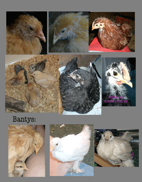 flock.gif