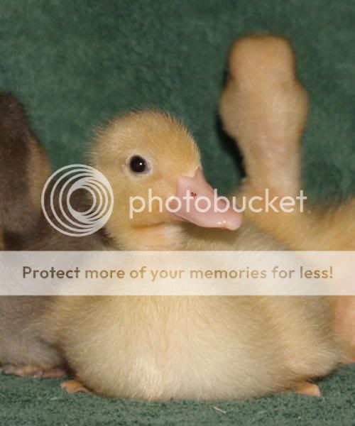CallDucks0282.jpg