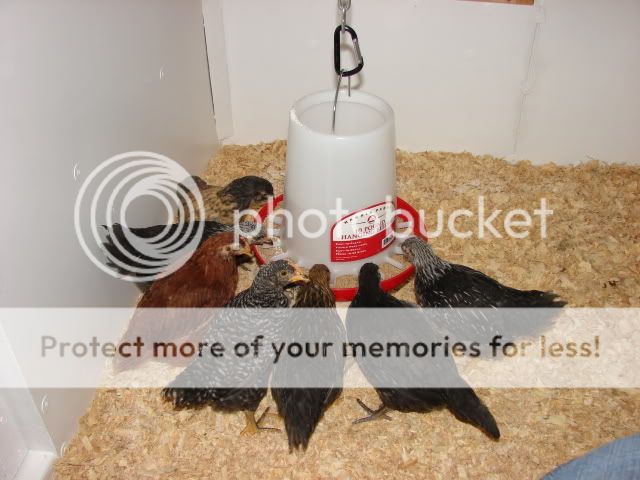 DSC00956.jpg