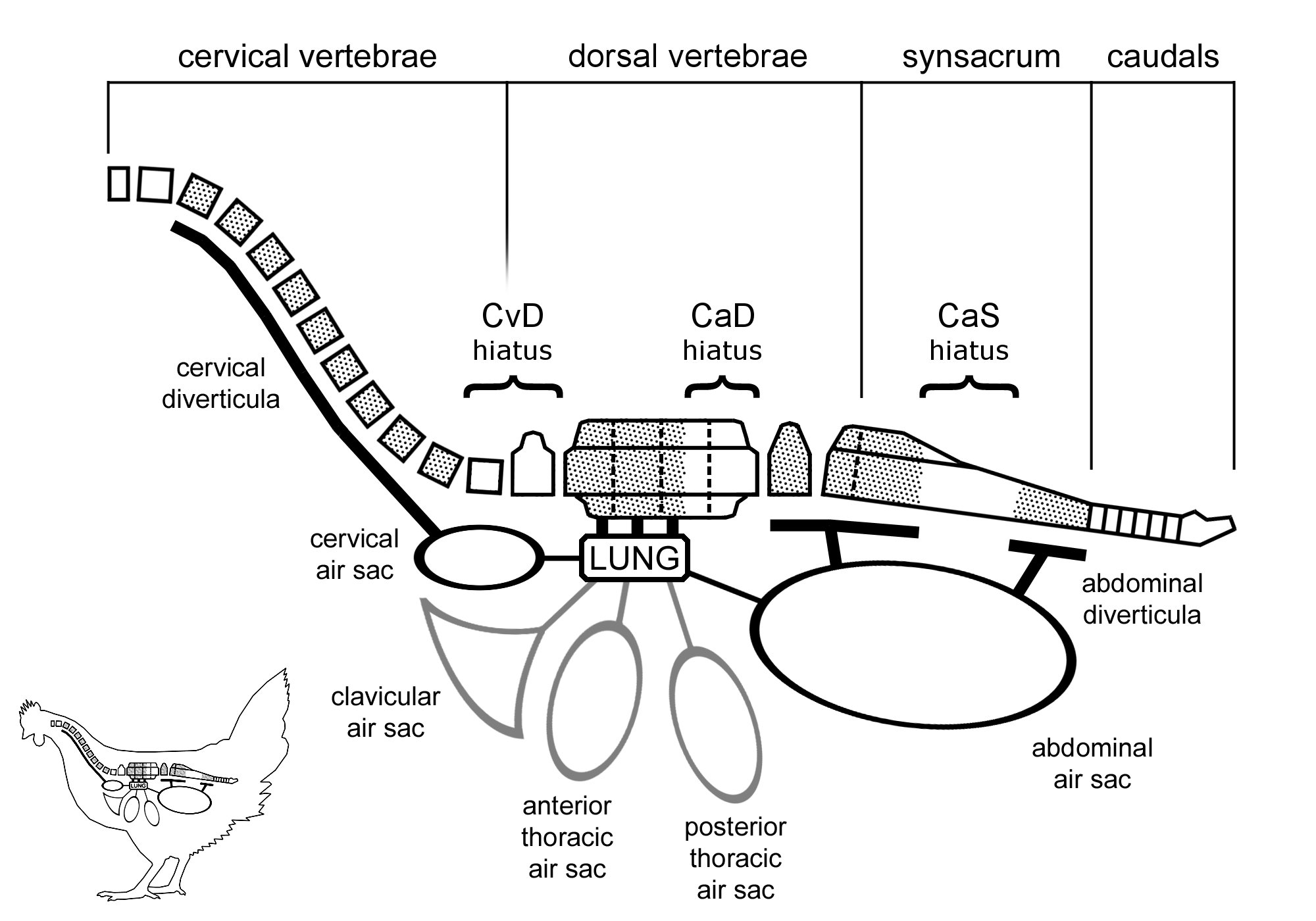 wedel-2009-fig-4.jpg