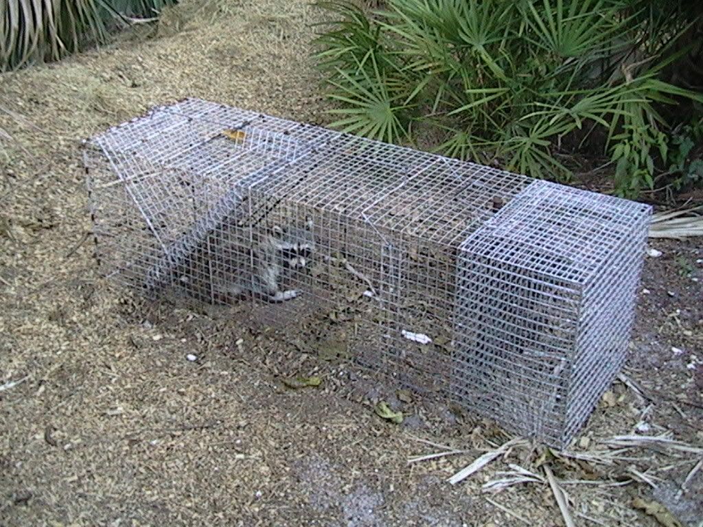 Coon001.jpg