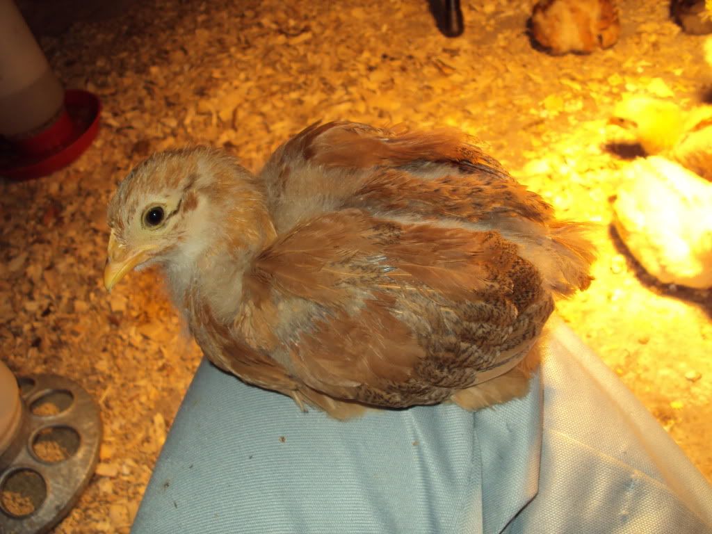 ChickPicks170.jpg
