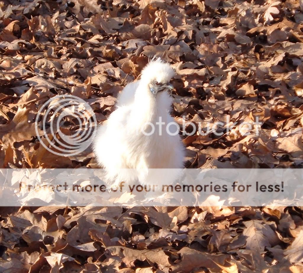 DSCF8027.jpg