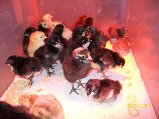 bunchochickies.jpg