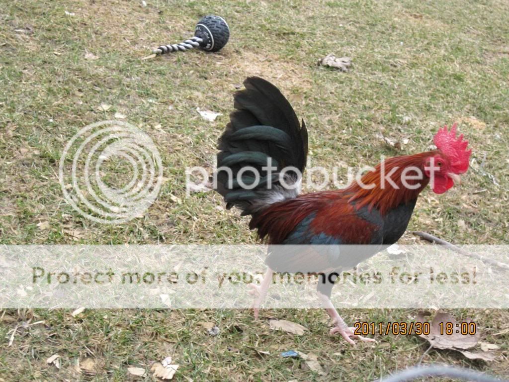 chickensatmoms007.jpg