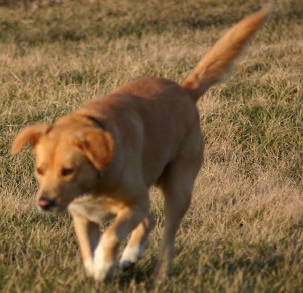 bailey.jpg