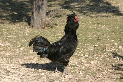 crevecoeur-coq.JPG