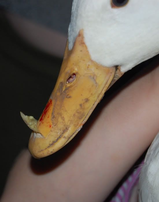 bellabill.jpg