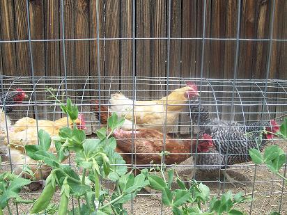 chicken-tunnel.jpg