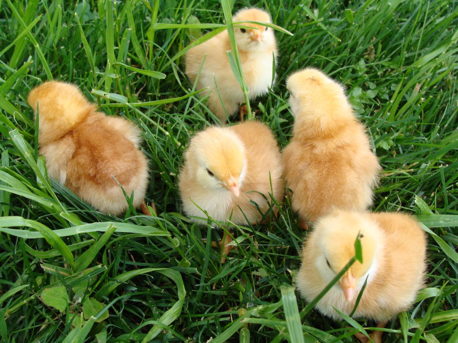900x900px-LL-8555f868_MtHealthychicks2011031.jpeg