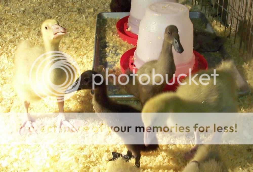 15daysgooseduck1.jpg