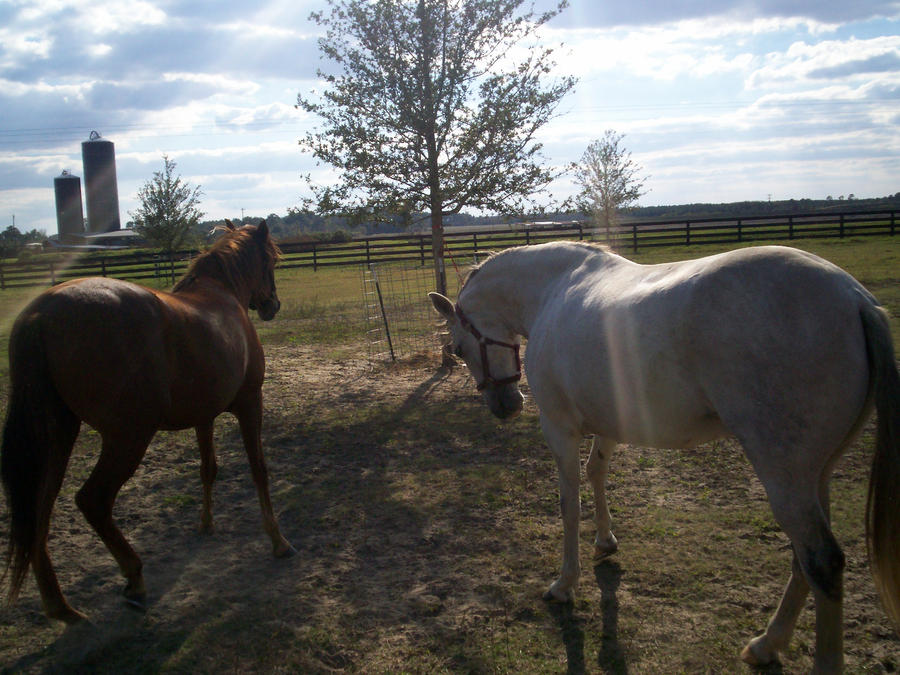 4h_photo_contest_by_fleabuskitty-d4e4qgx.jpg