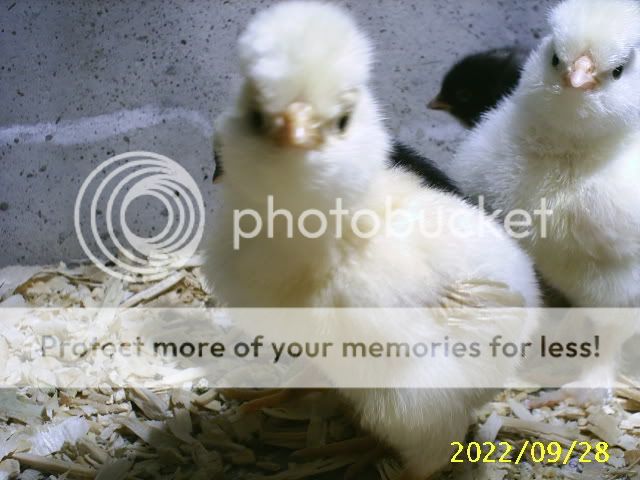Newchicks11.jpg