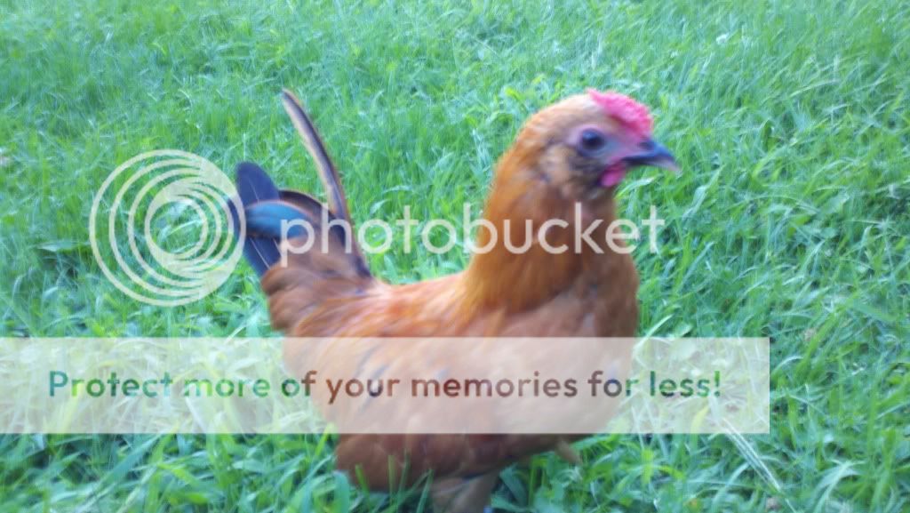 2011-08-13_19-26-36_814.jpg