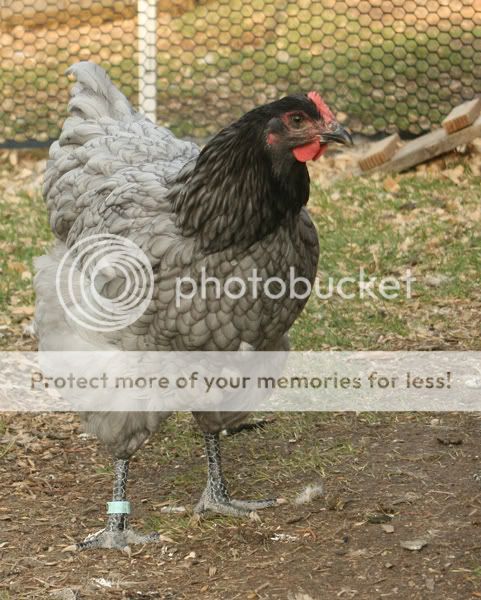 Tonks2.jpg