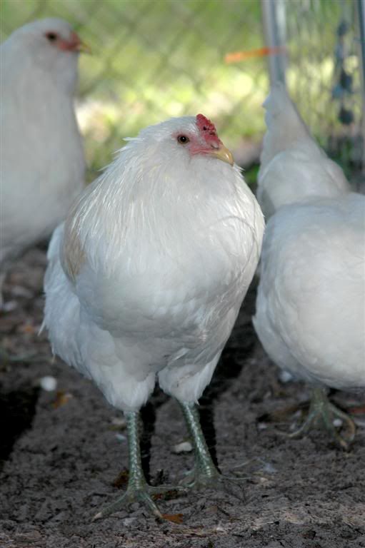 chick14.jpg