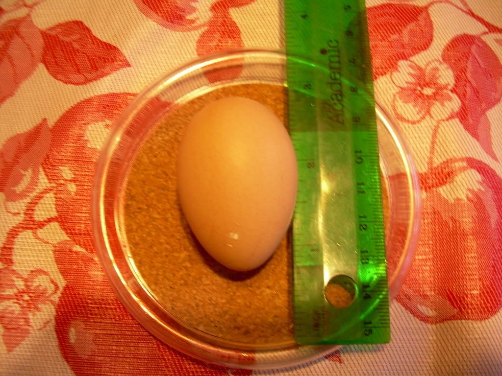 schoolhousechicken102.jpg