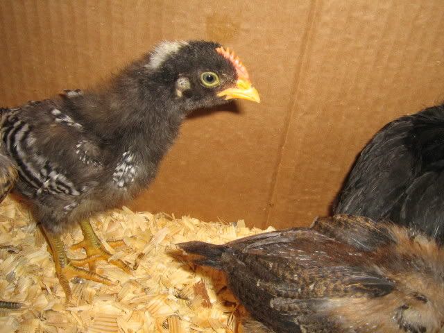 Chicks3WeeksApril92009065.jpg