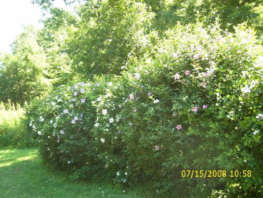 roseofsharon071508016.jpg