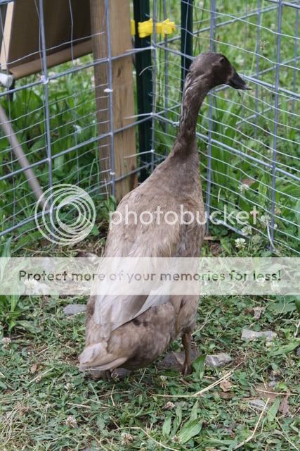 BonnietheBeak004.jpg