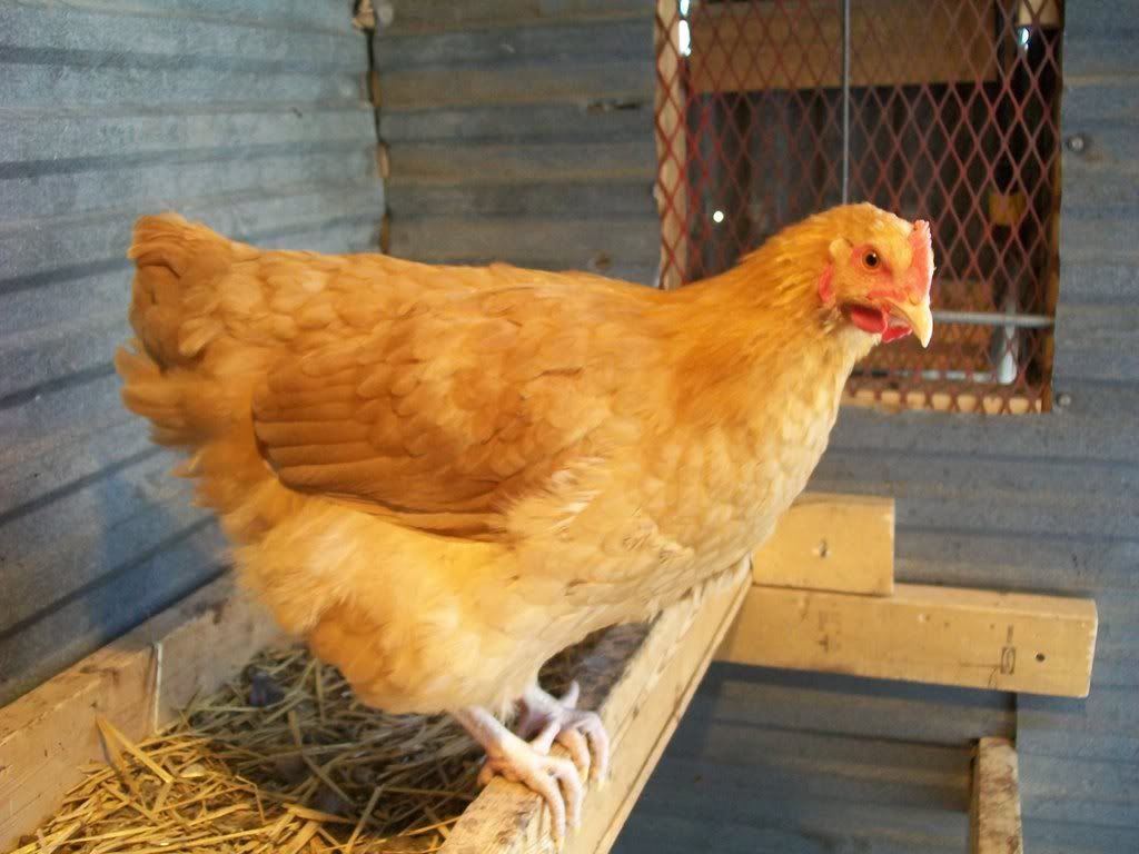 animals087-1.jpg