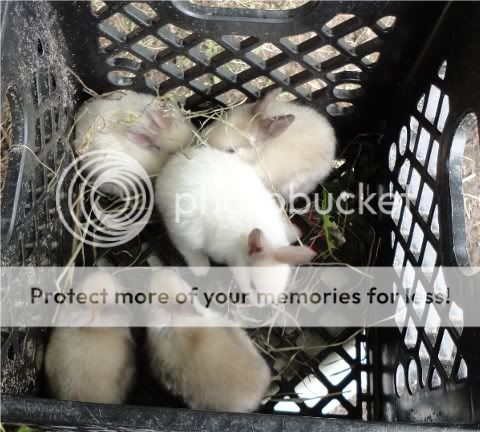 Siamesesatindoes2ndlitter.jpg