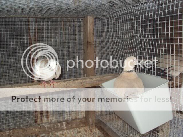 DSC00737.jpg