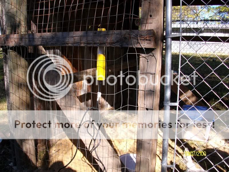 Chickens014.jpg