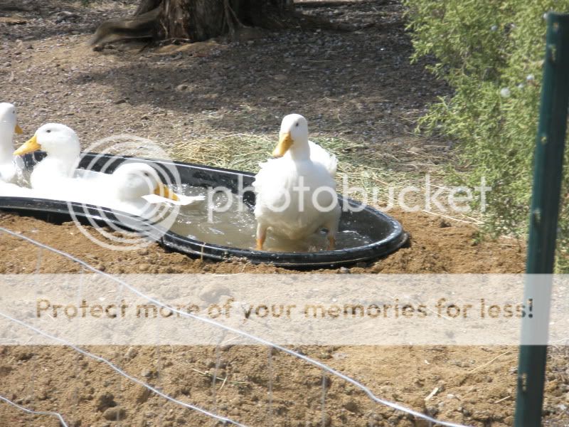 yardducks148.jpg