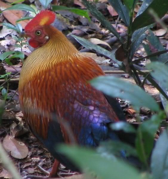 sri_lanka_junglefowl_ydl.jpg