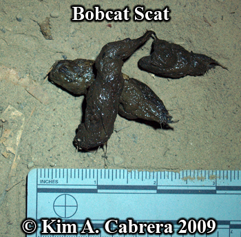 bobcatscat7209.jpg