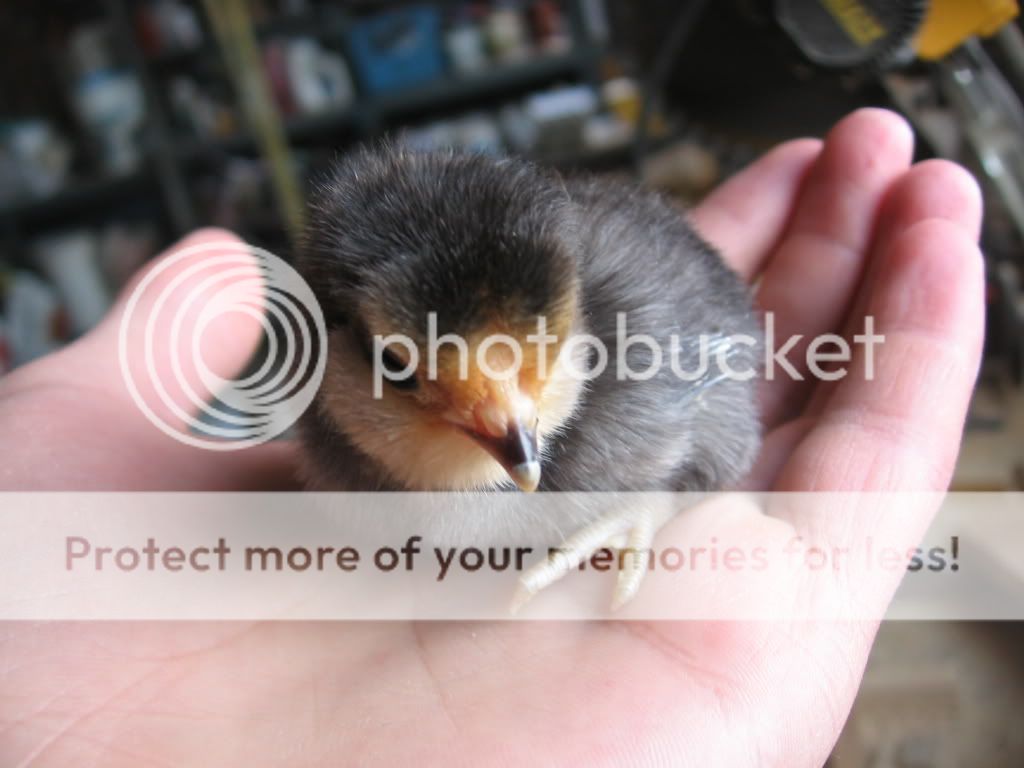dAnverchick2011004.jpg