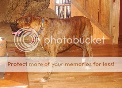 Hercules.jpg