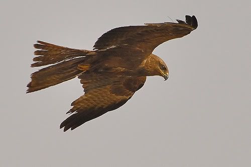 EgyptianHawk.jpg