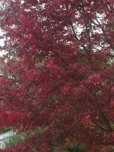 redtree.jpg