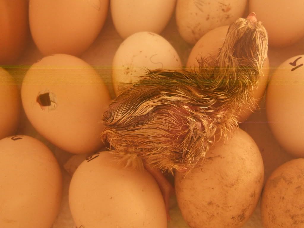 DSCF7055.jpg