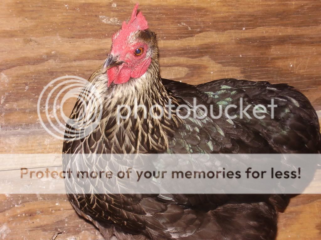 Chickens_custom011.jpg