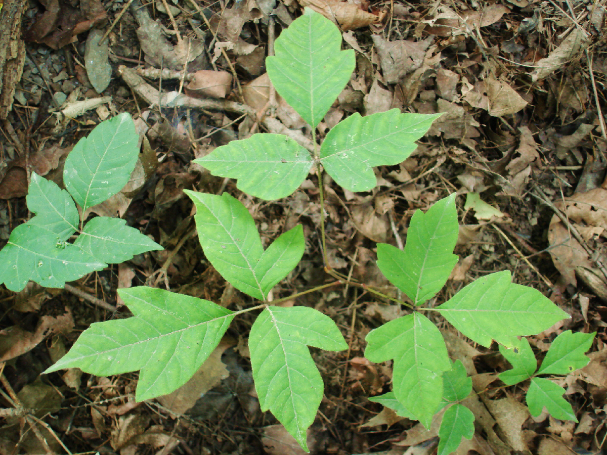 Poison_Ivy_Leaves.jpg