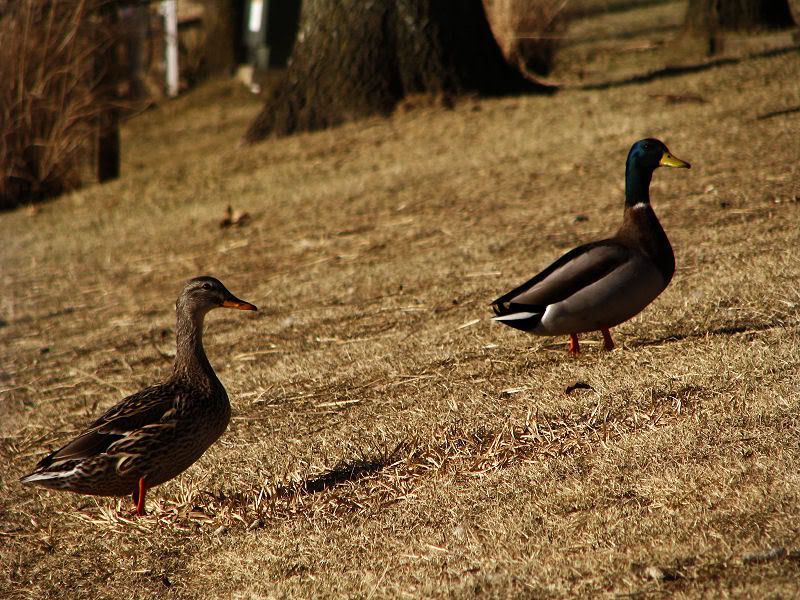 ducks.jpg