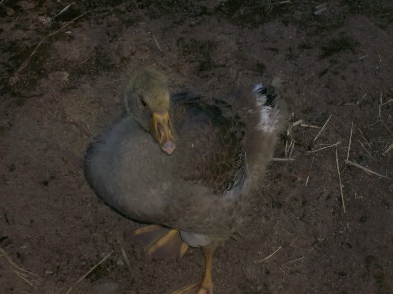 goosequestion001.jpg